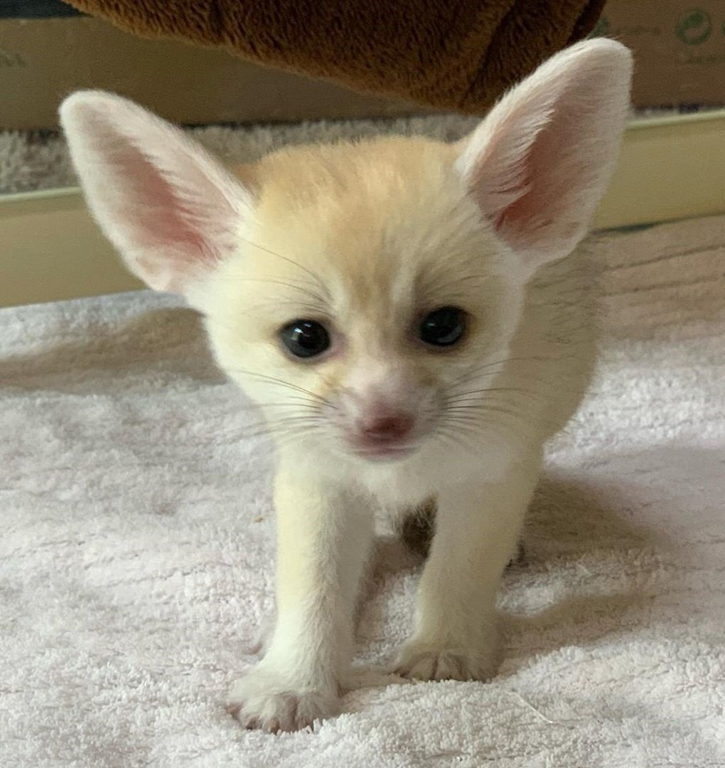 Фенек домашний белый