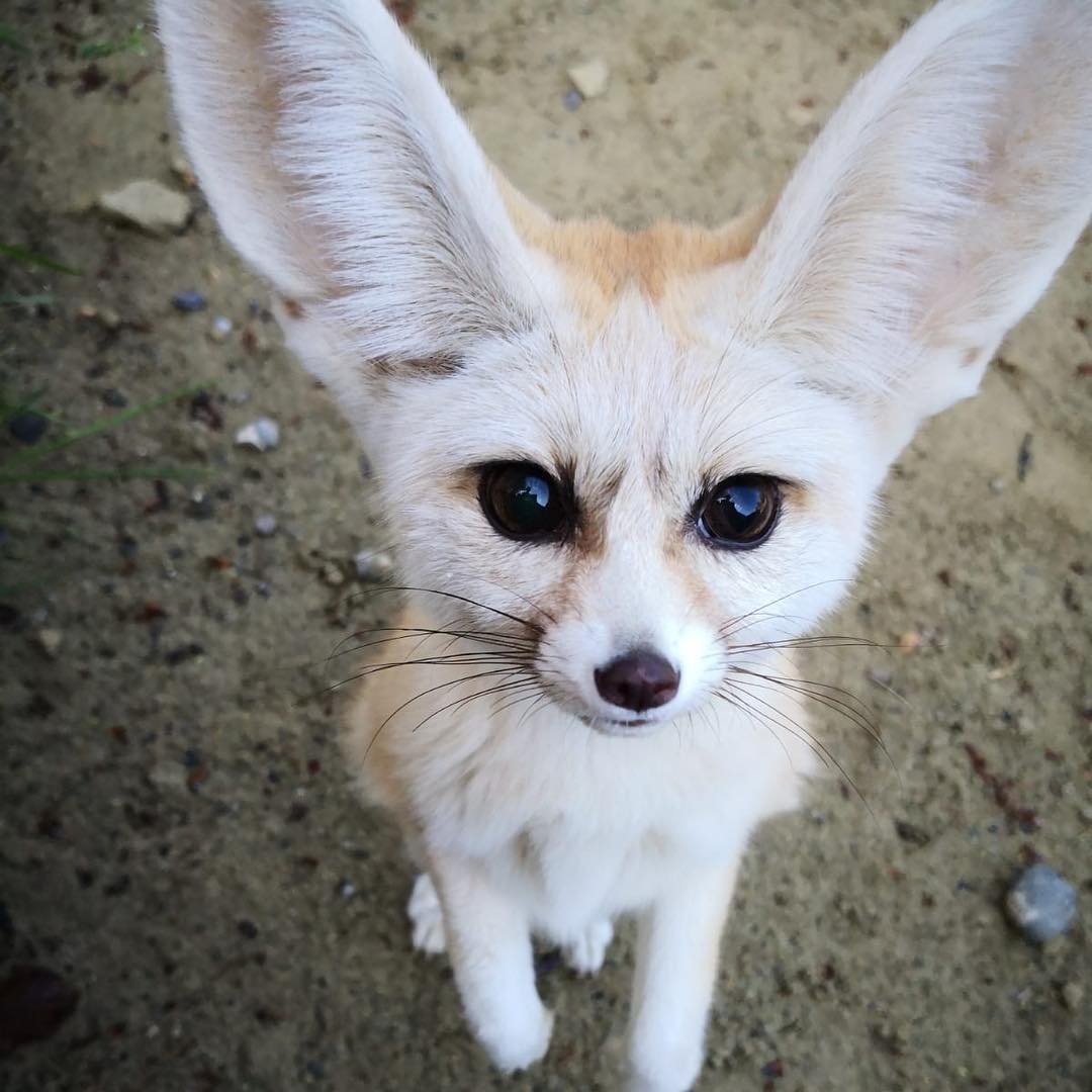 Фенька Лисичка