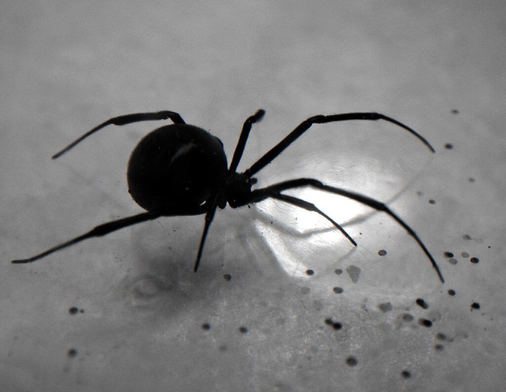 Сон большие черные пауки