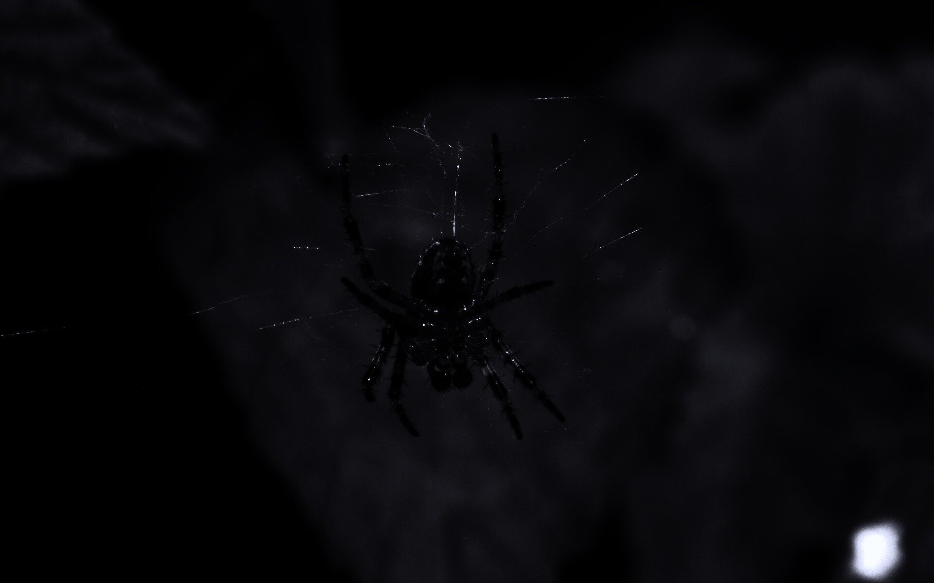 Паук на черном фоне. Черный паук. Паук в темноте.