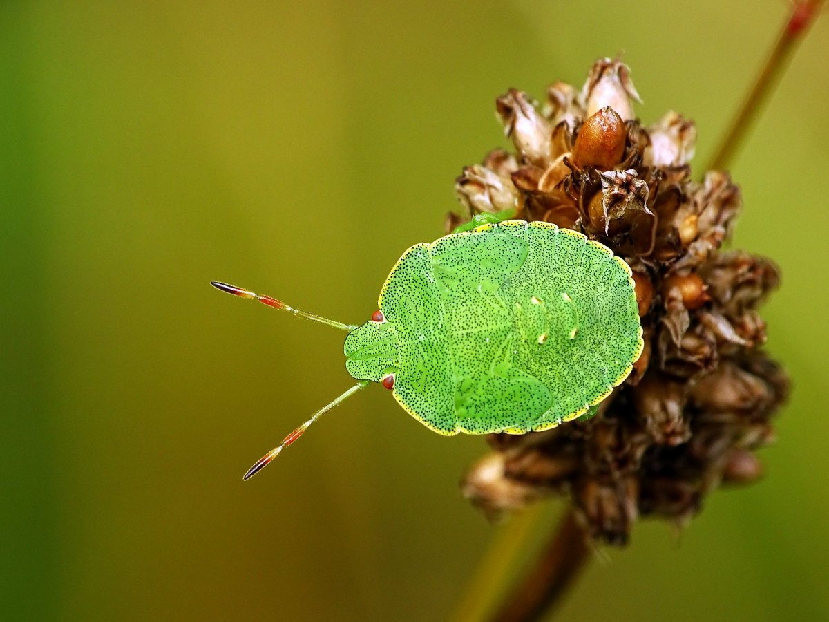Зеленые клопы на растениях
