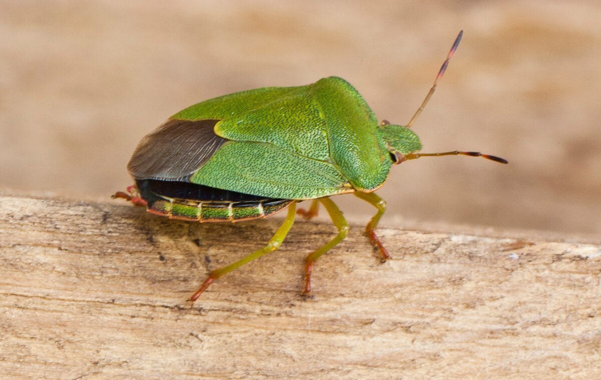 Жук щитник коричневый