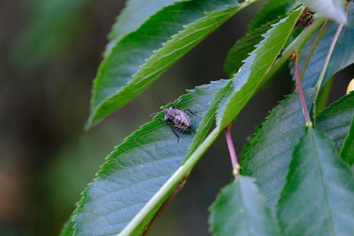 Клопы на Березе