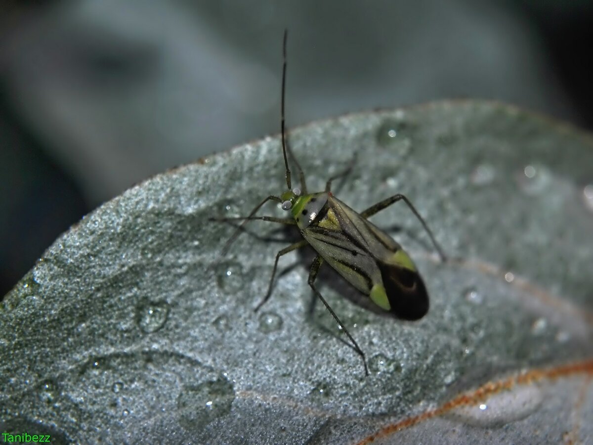 Люцерновый клоп Adelphocoris lineolatus