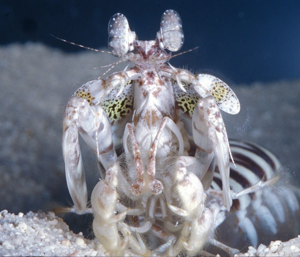 Креветка богомол хвататель