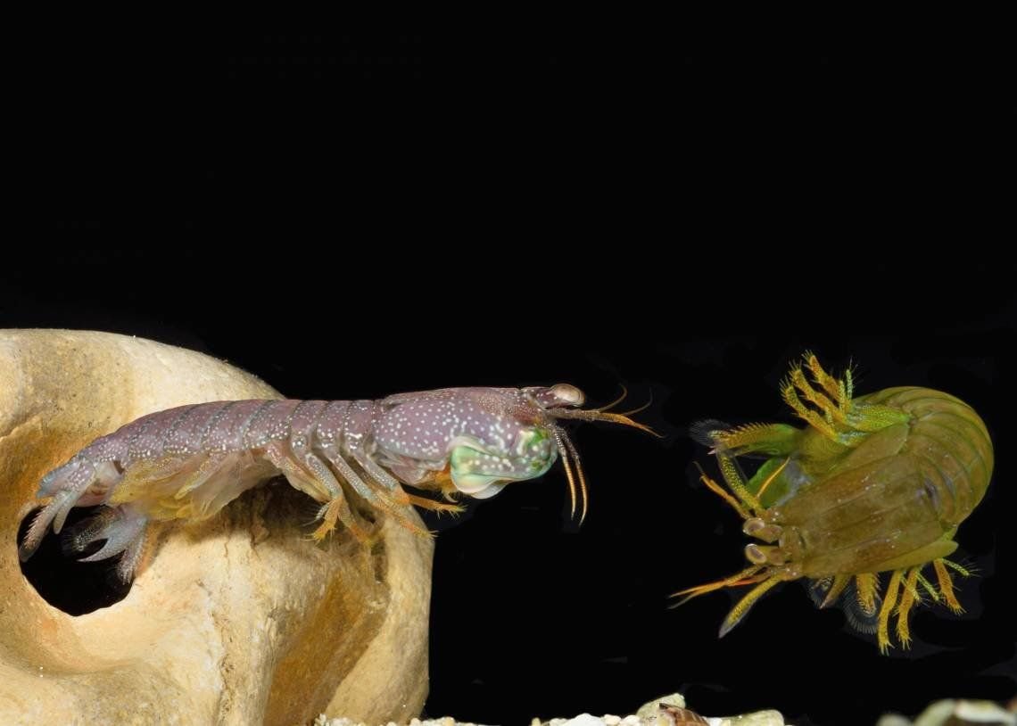 Креветки богомолы серые