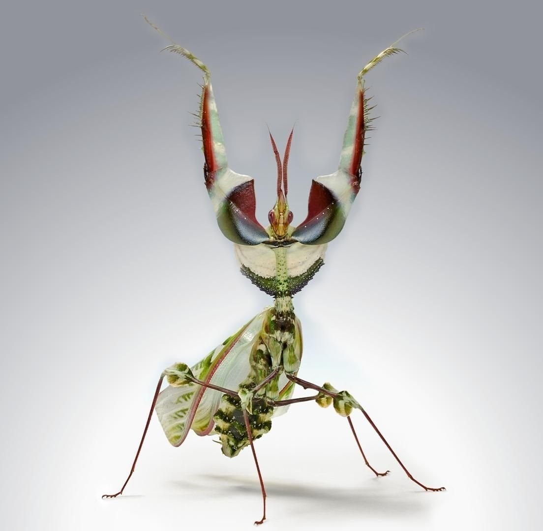 Богомол чертов цветок Idolomantis diabolica