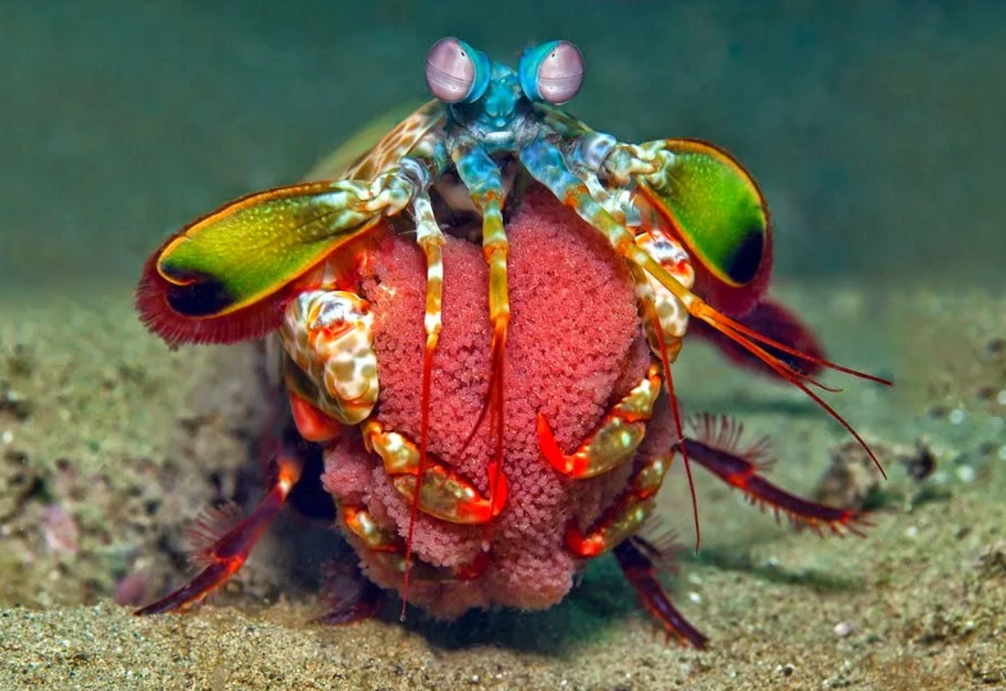 Креветка Мантис