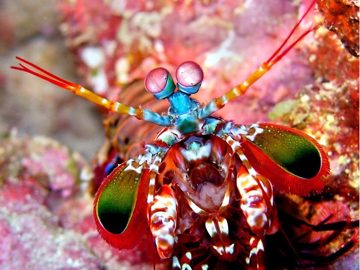 Павлиновая креветка-богомол