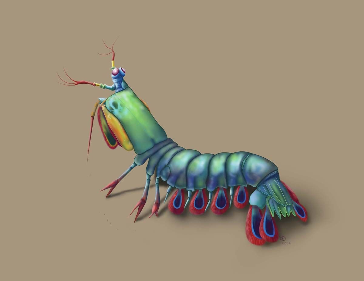 Мантис Шримп строение