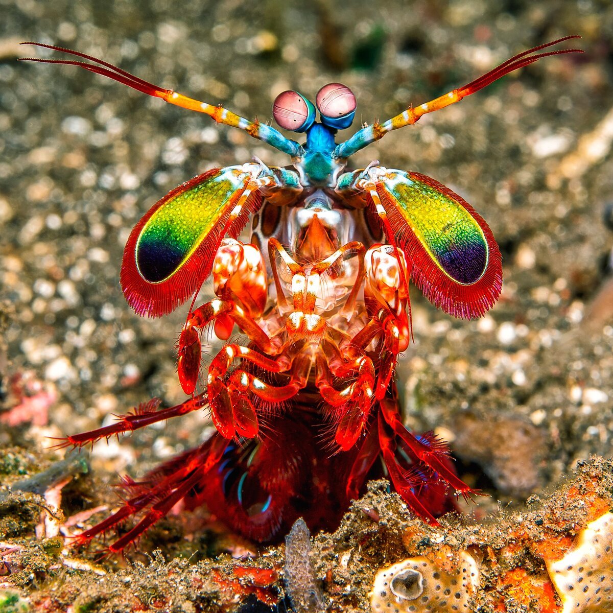 Креветка Мантис