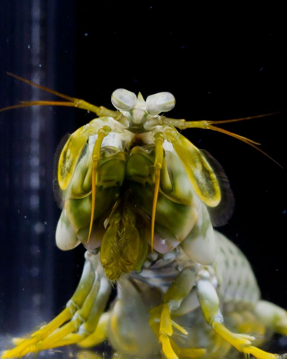 Креветка-богомол Мантис