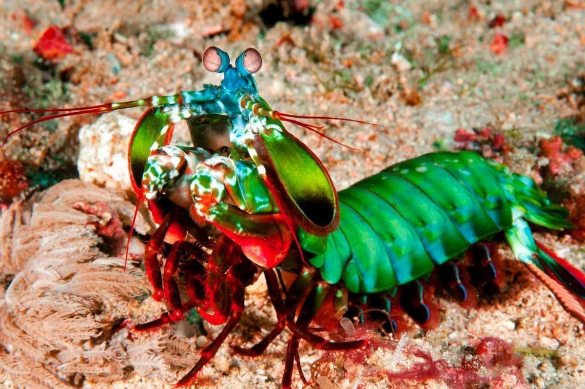 Креветка-богомол Мантис