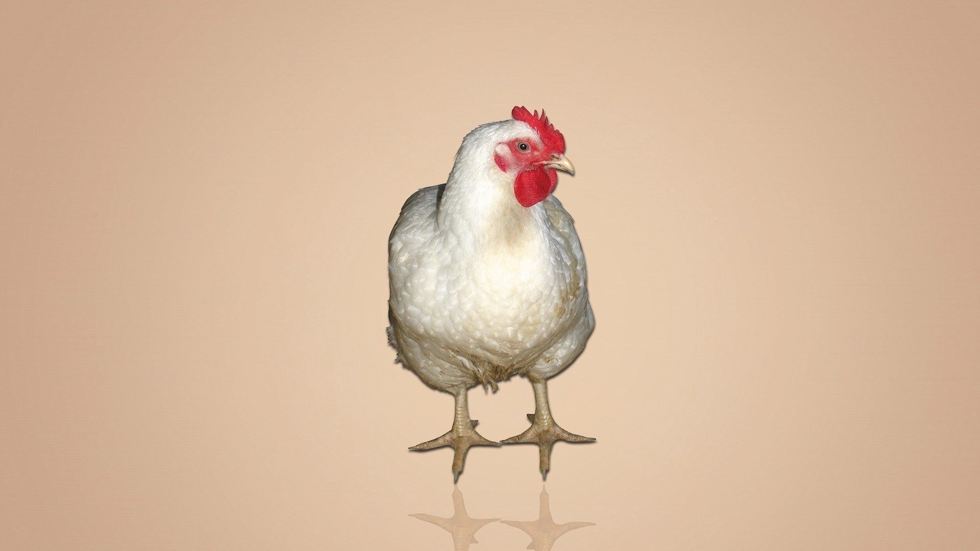 Курье телефон. Курица обои. Заставка на рабочий стол курица. Обои с курочками. Курица фотообои.