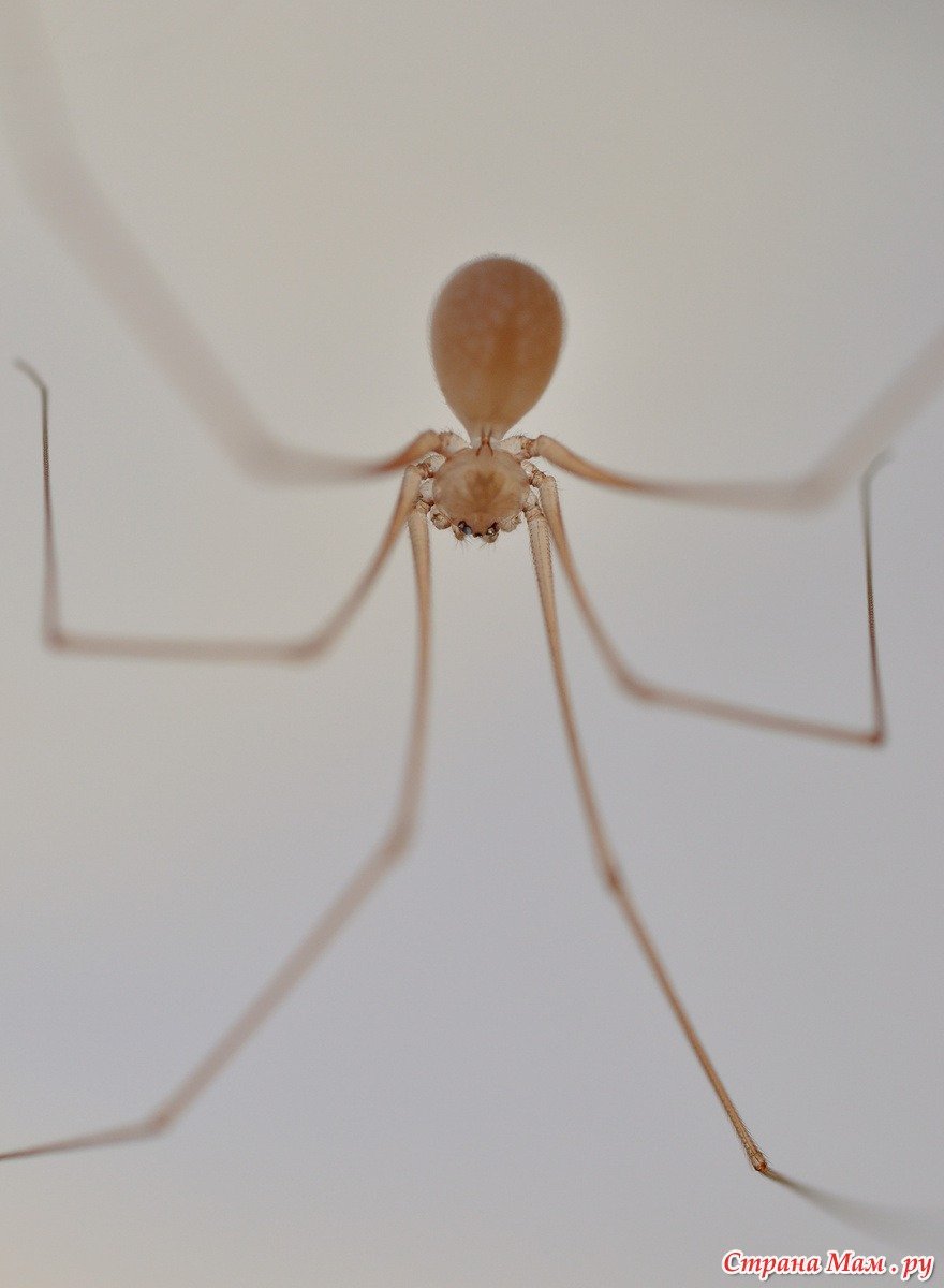 Паук серый сенокосец