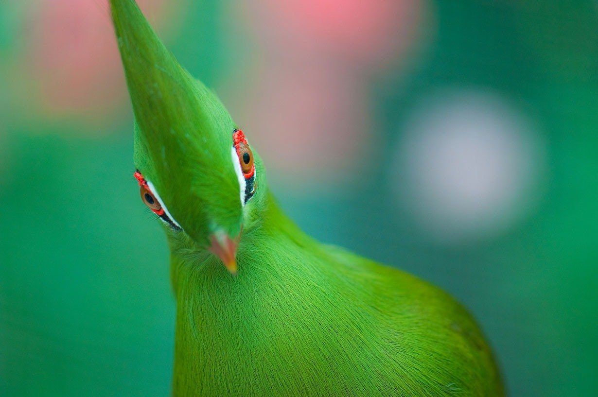 Птица с зеленой головой. Птица турако бананоед. Хохлатый турако. Турако Гвинея. Гвинейская турако птица.