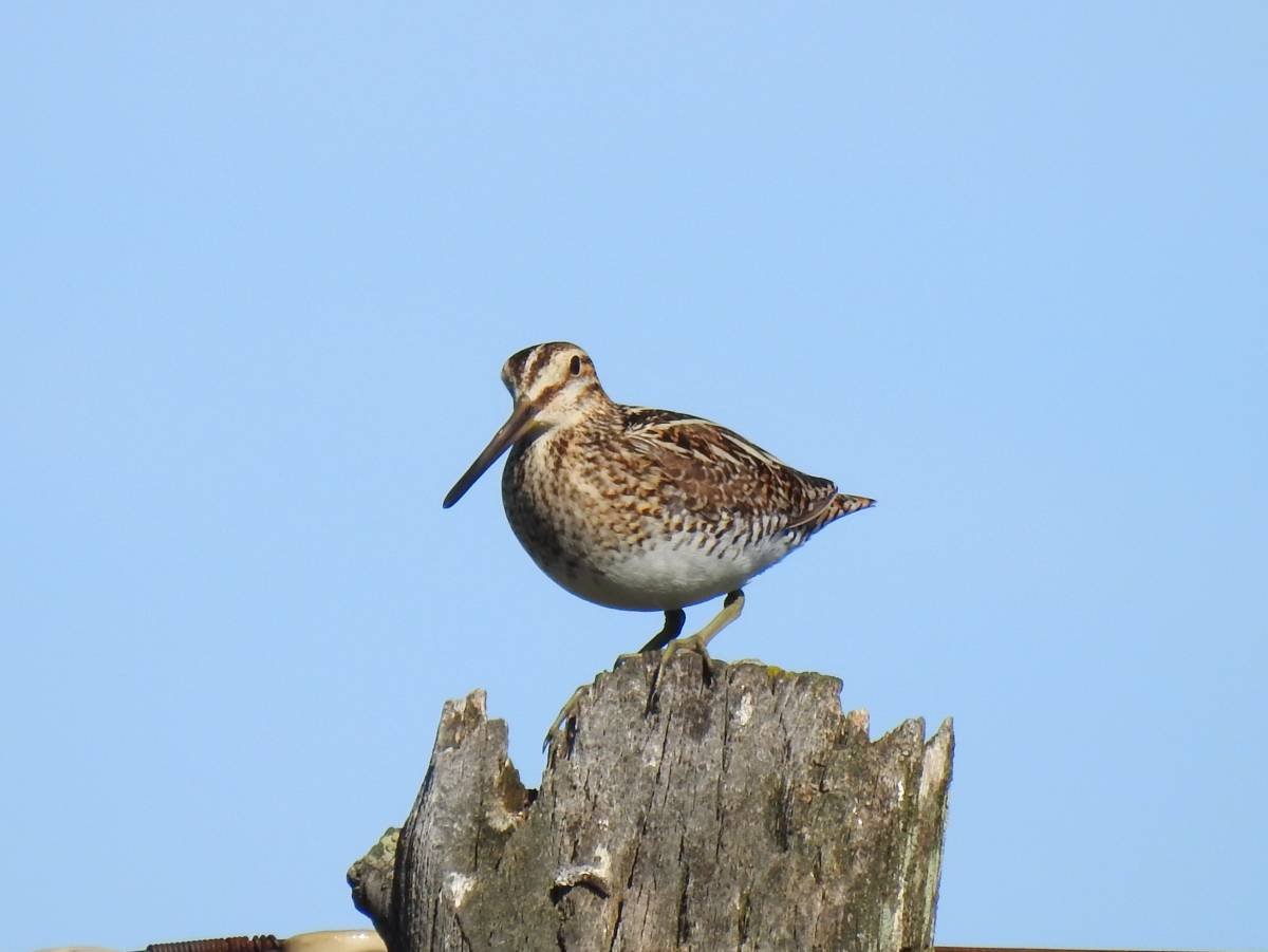 Бекас Кулик птица