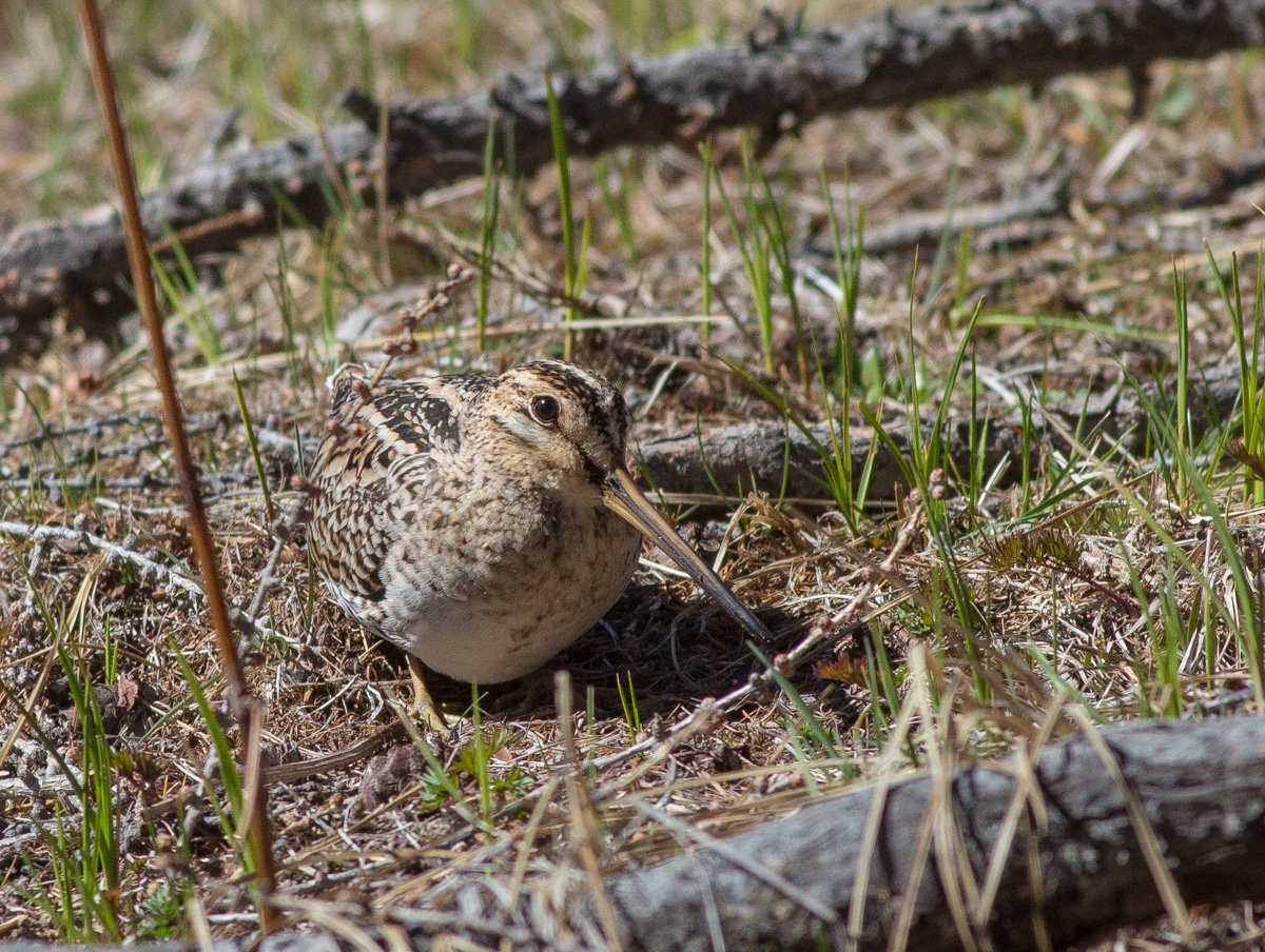 Гнездо дупеля
