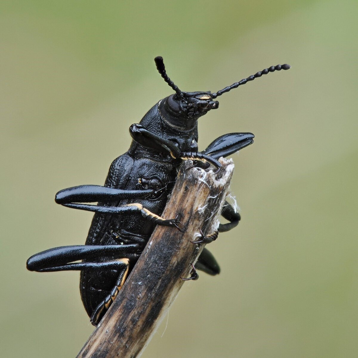 Upis ceramboides чернотелка Лесная