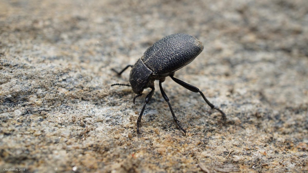 Жук-чернотелка пустыни