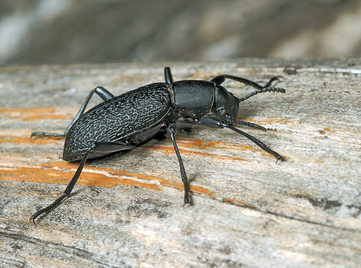 Upis ceramboides чернотелка Лесная