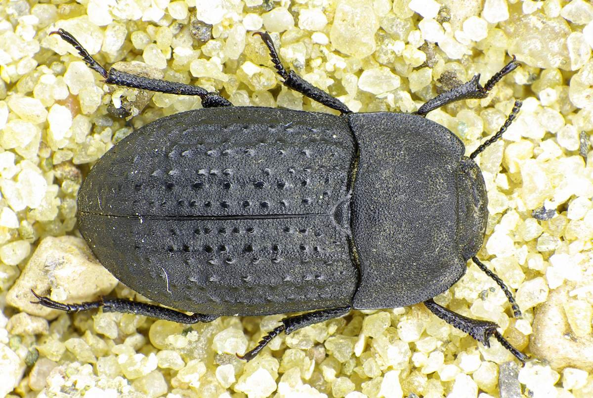 Жук чернотелка Березовая