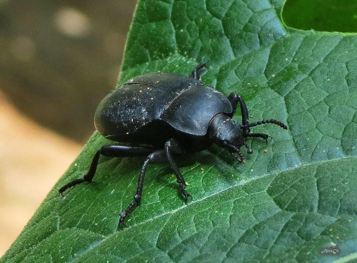 Жук чернотелка Степная