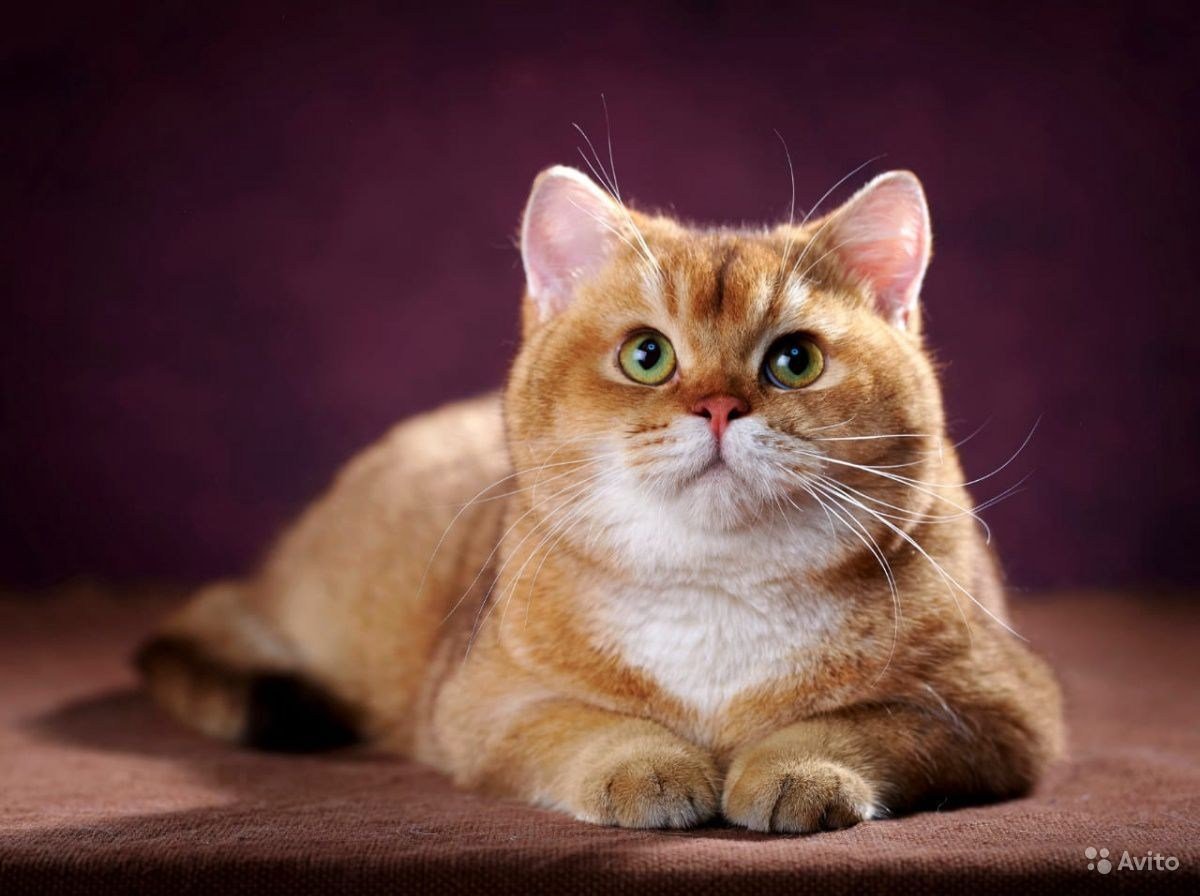 Шоколадный золотой тикированный шотландский кот