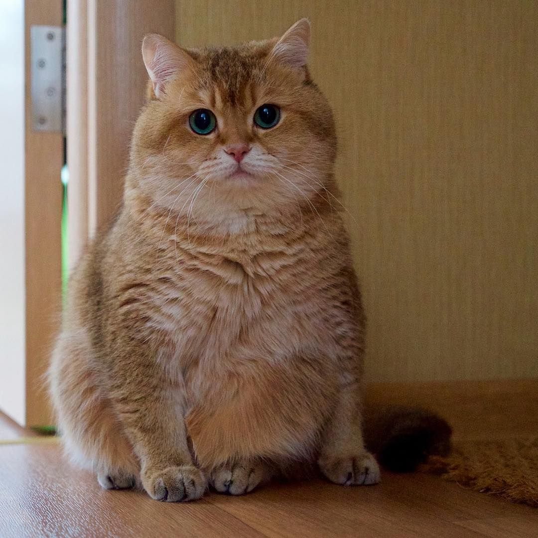 Скоттиш страйт Хосико