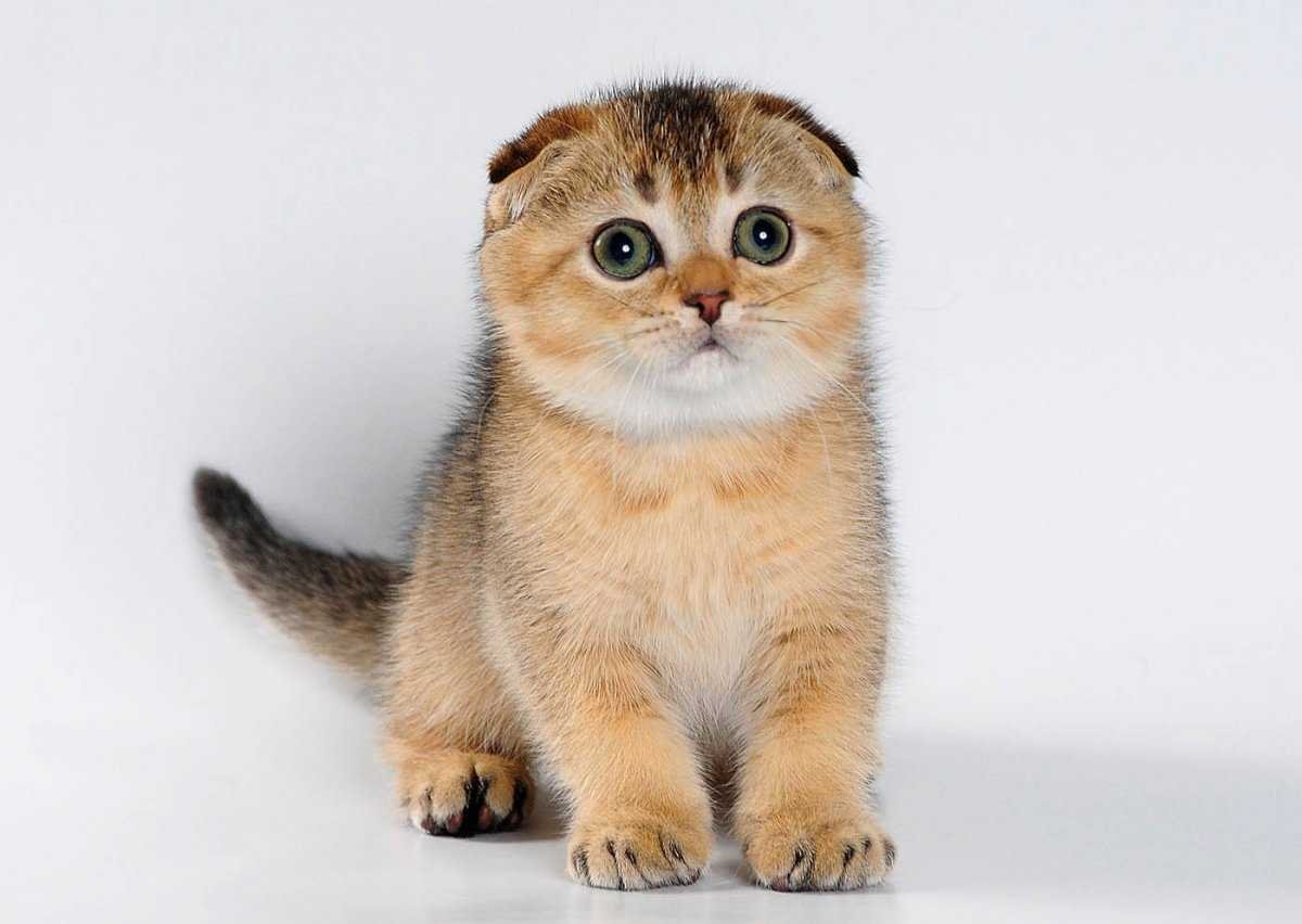 Золотая шиншилла кошка вислоухая