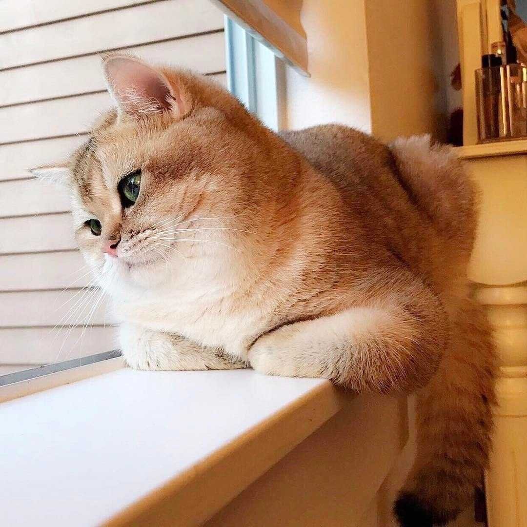 Шотландская короткошерстная Золотая шиншилла