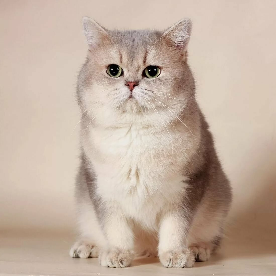 Шотландская короткошерстная Золотая шиншилла