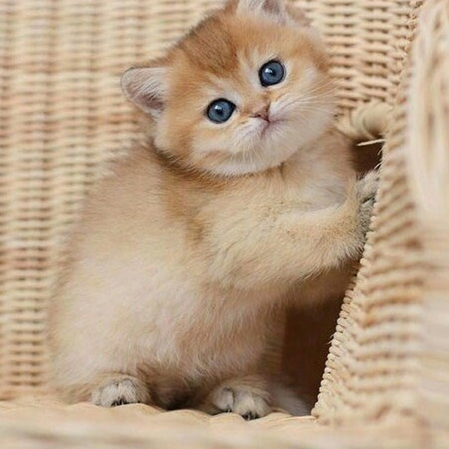 Золотая тикированная шиншилла ny25