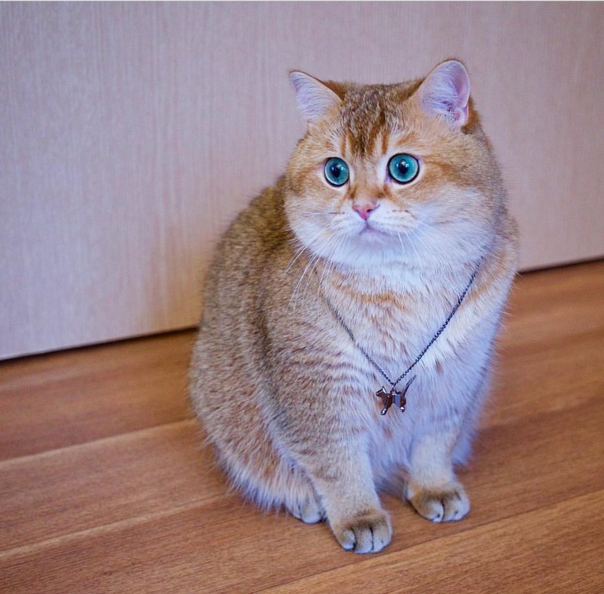 Шотландская Золотая шиншилла