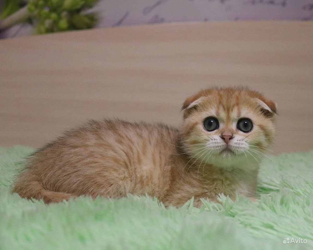 Шотландская Золотая шиншилла ny24