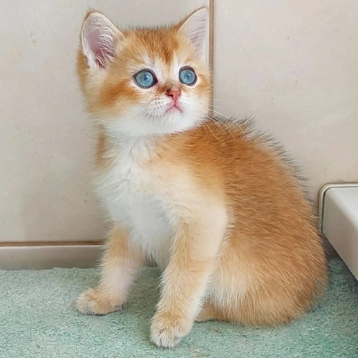 Золотая шиншилла ny11