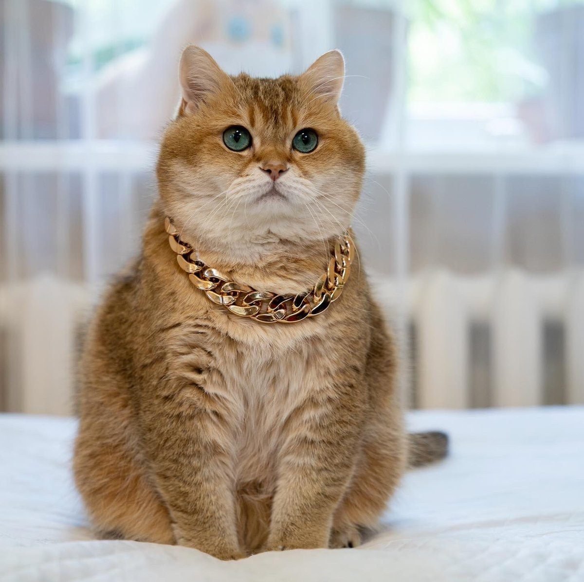 Шотландская Хосико