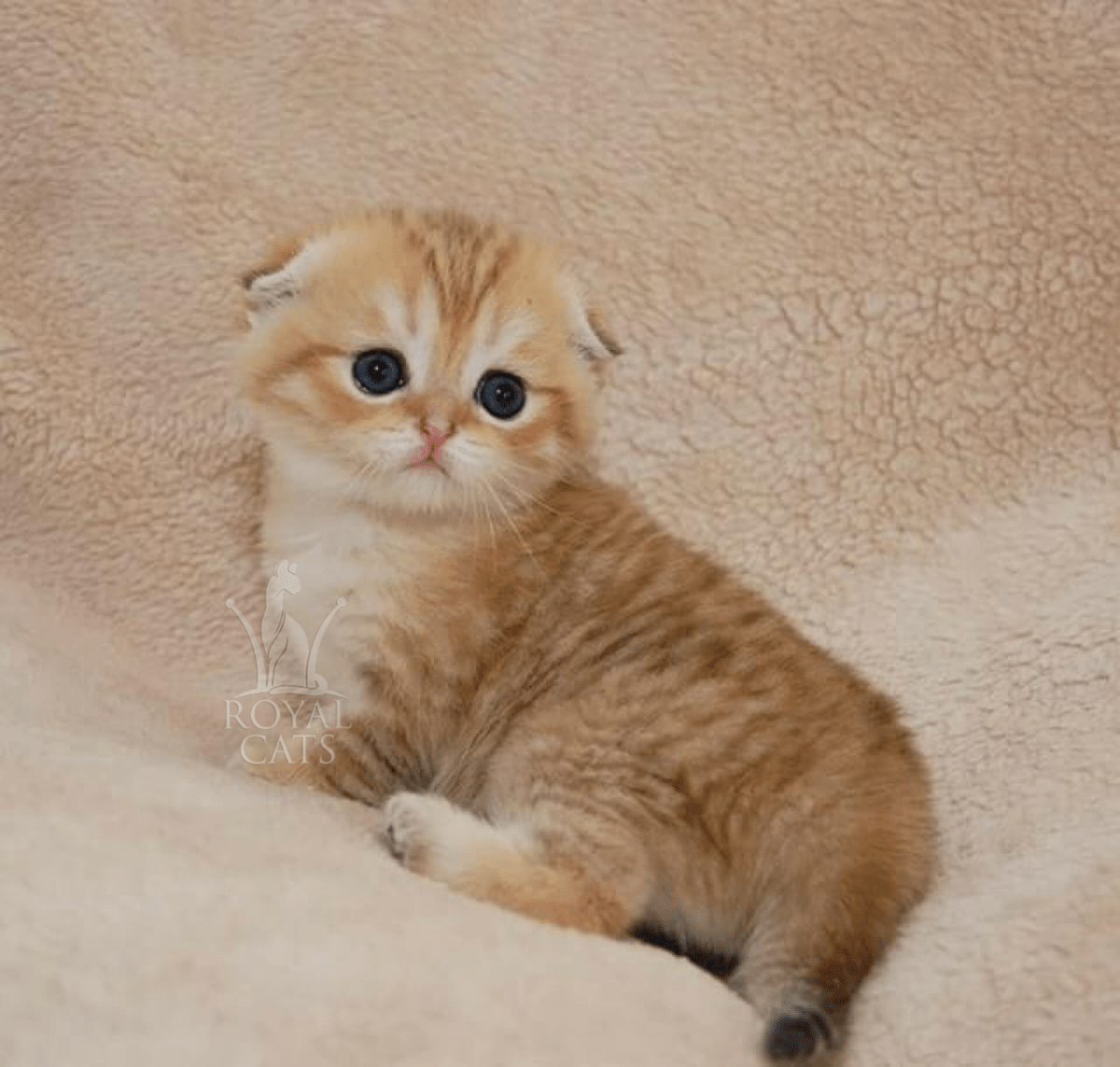 Скоттиш фолд Золотая шиншилла