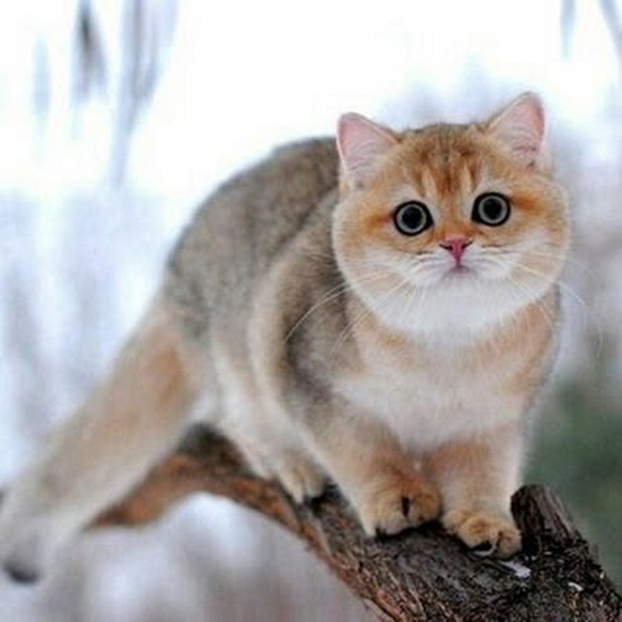 Британская Золотая шиншилла