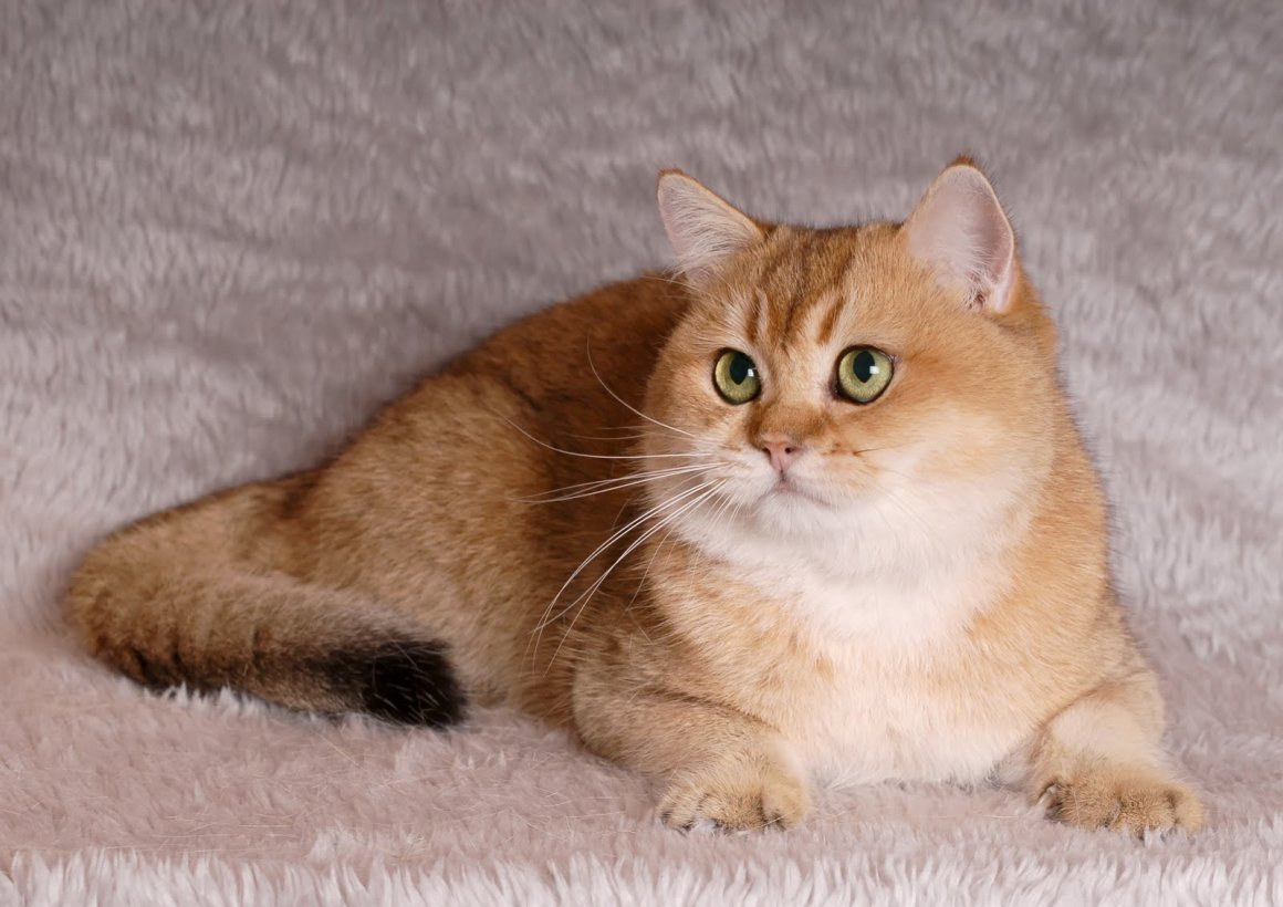Голден Бритиш Кэт порода