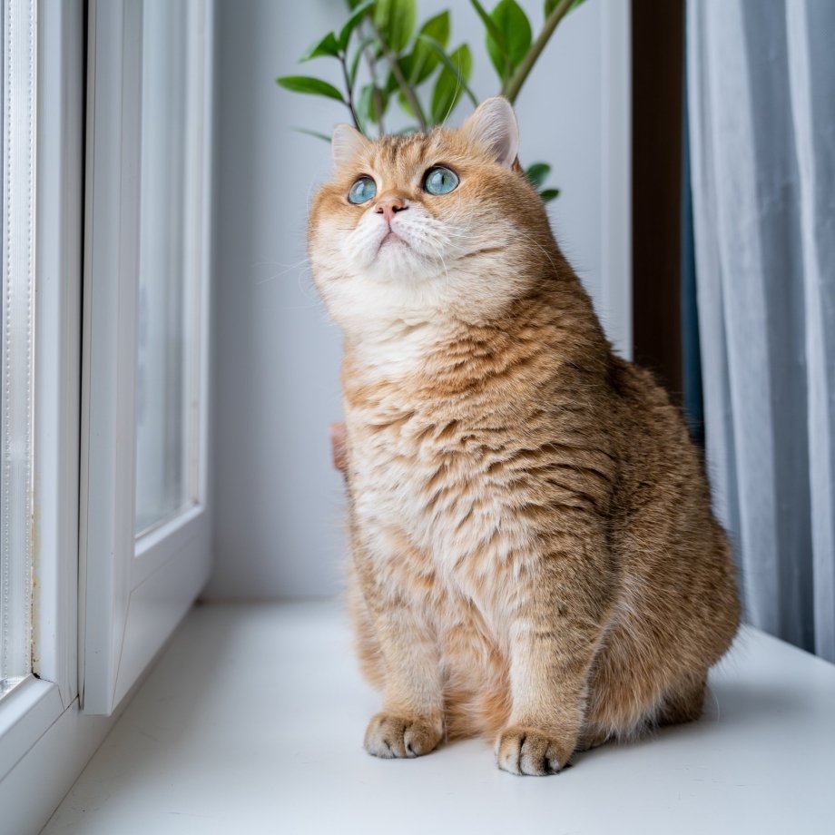 Шотландская Хосико