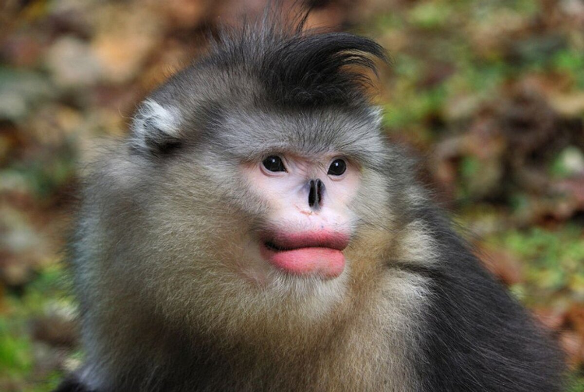 Тонкинский ринопитек