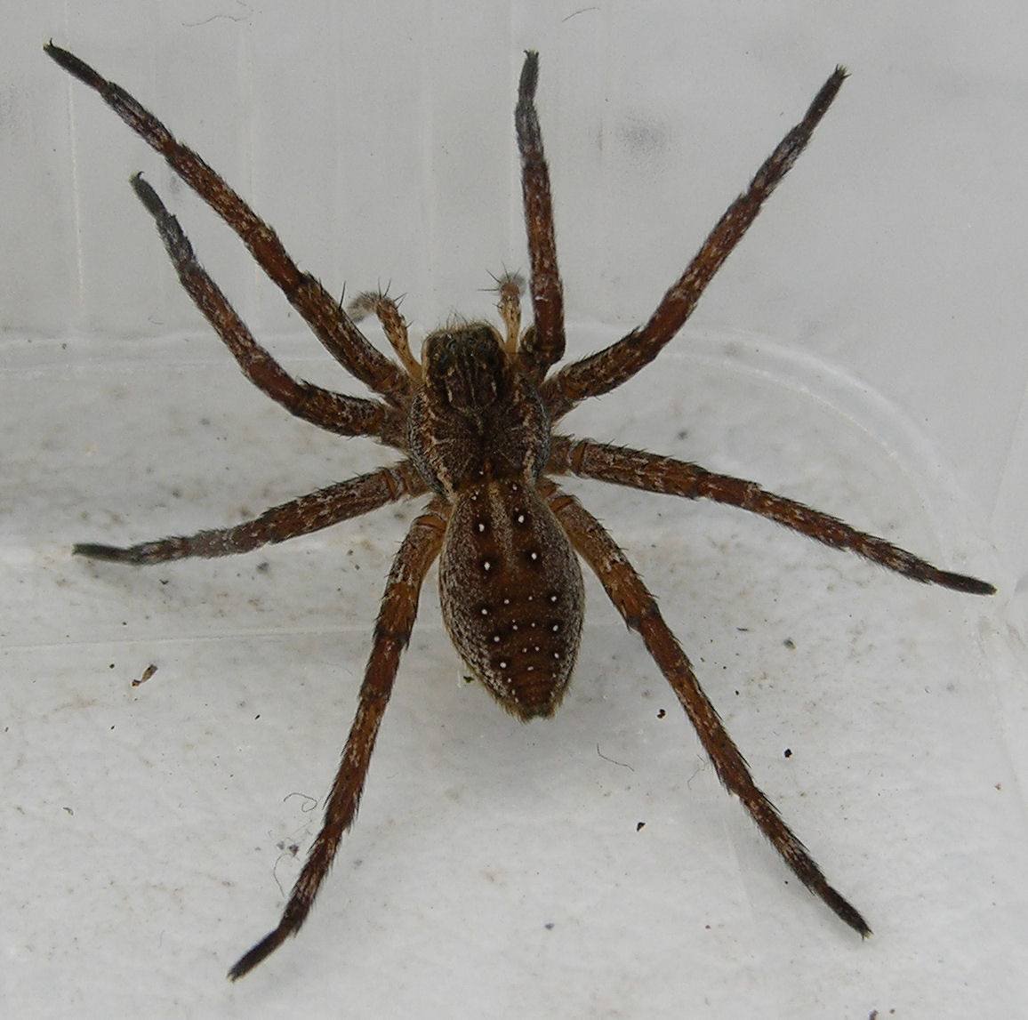 Dolomedes fimbriatus - охотник каёмчатый