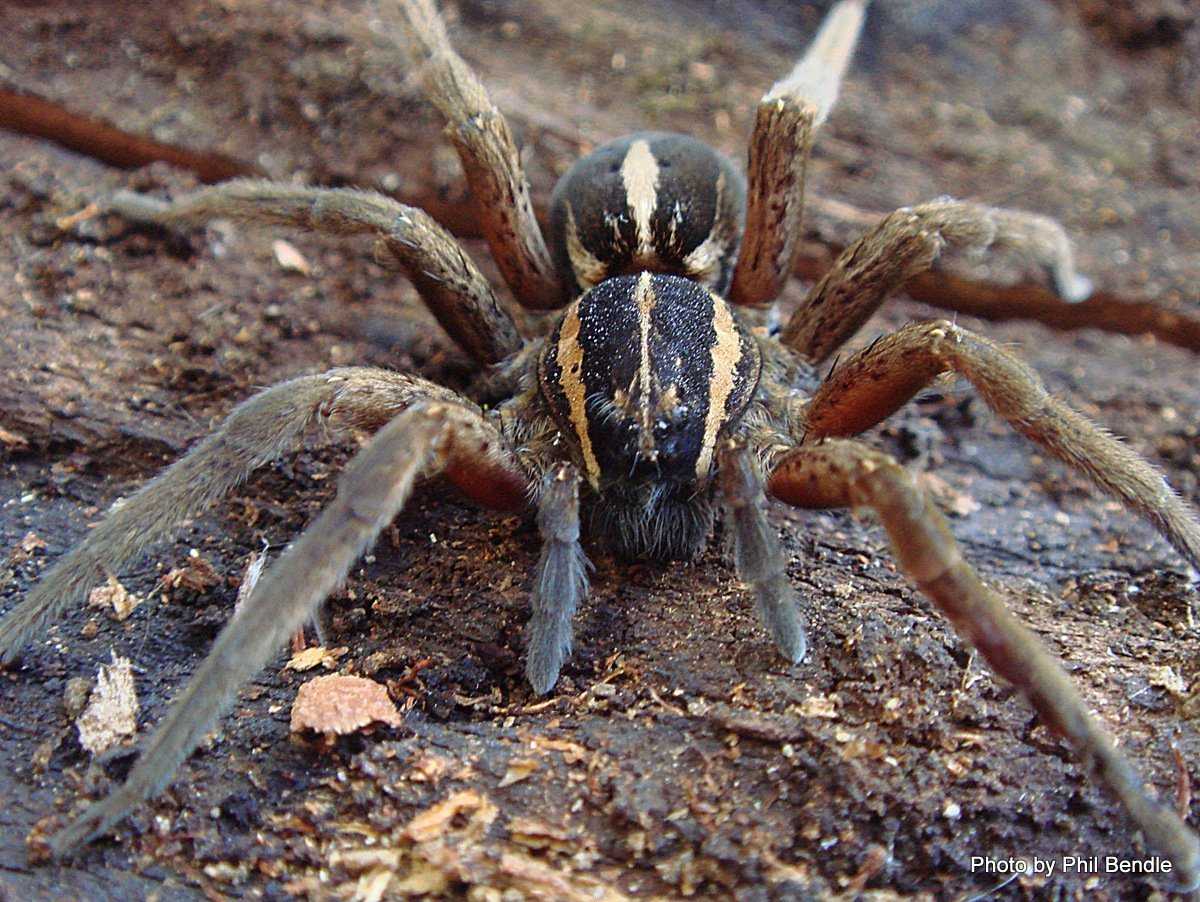 Паук Dolomedes