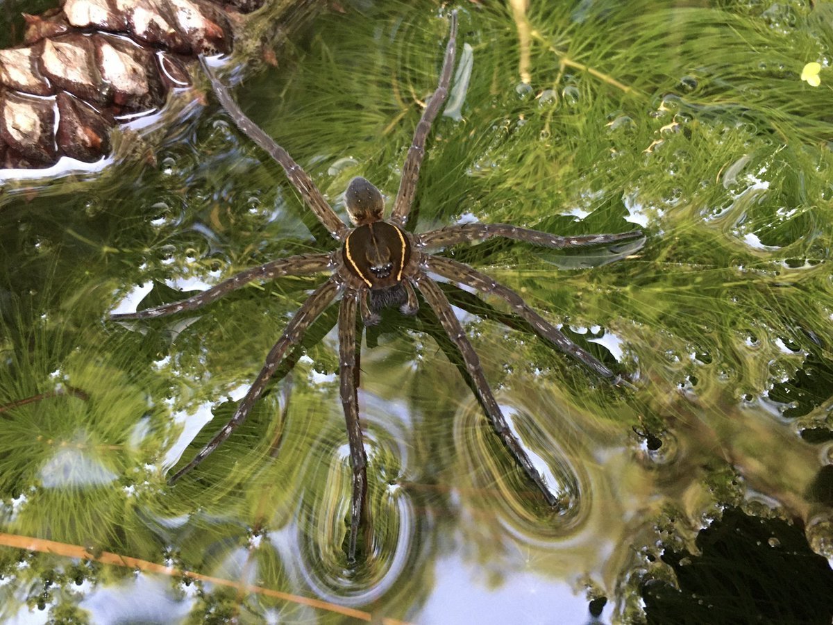 Dolomedes Triton паук