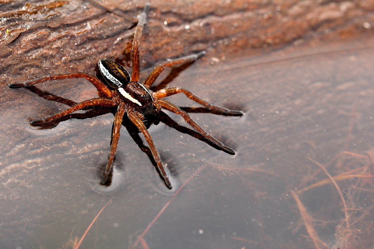 Dolomedes fimbriatus паук