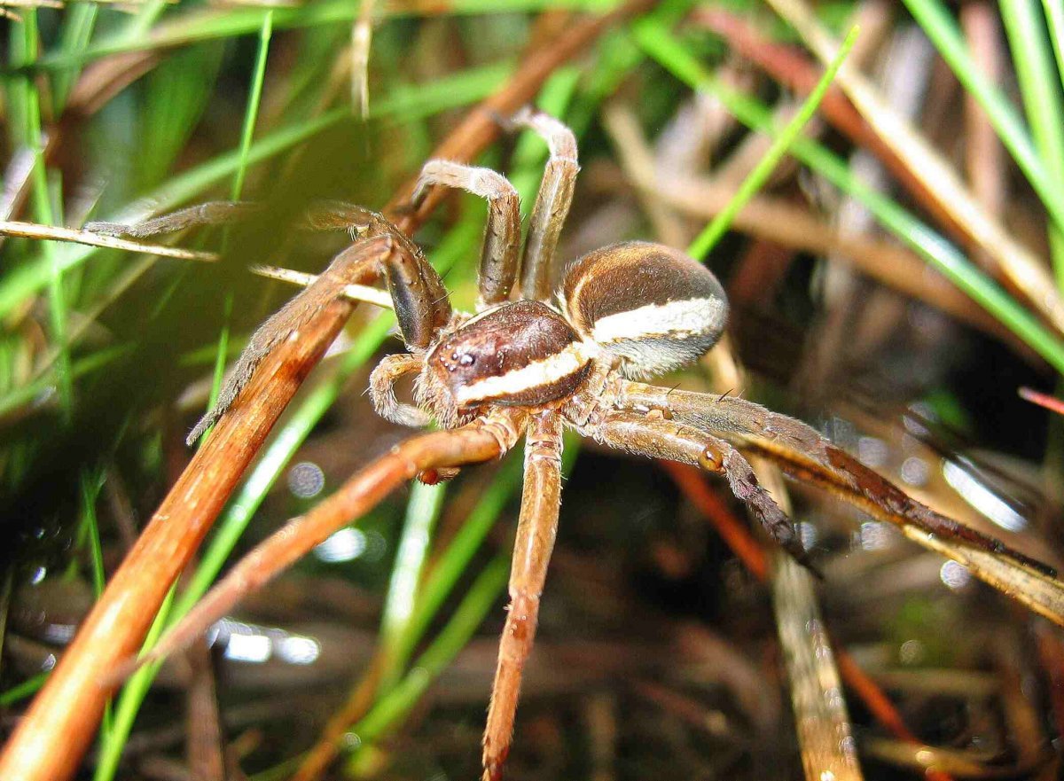 Паук доломедес