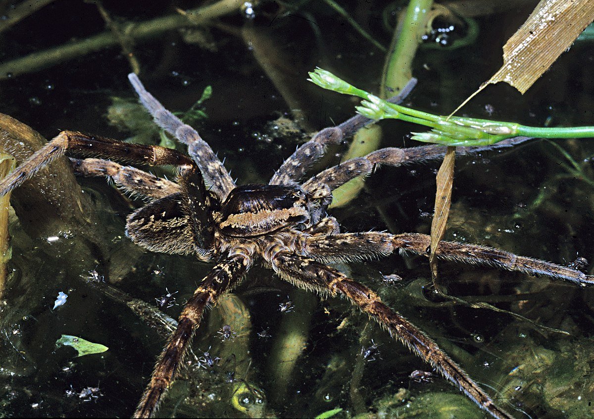 Паук доломедес фото