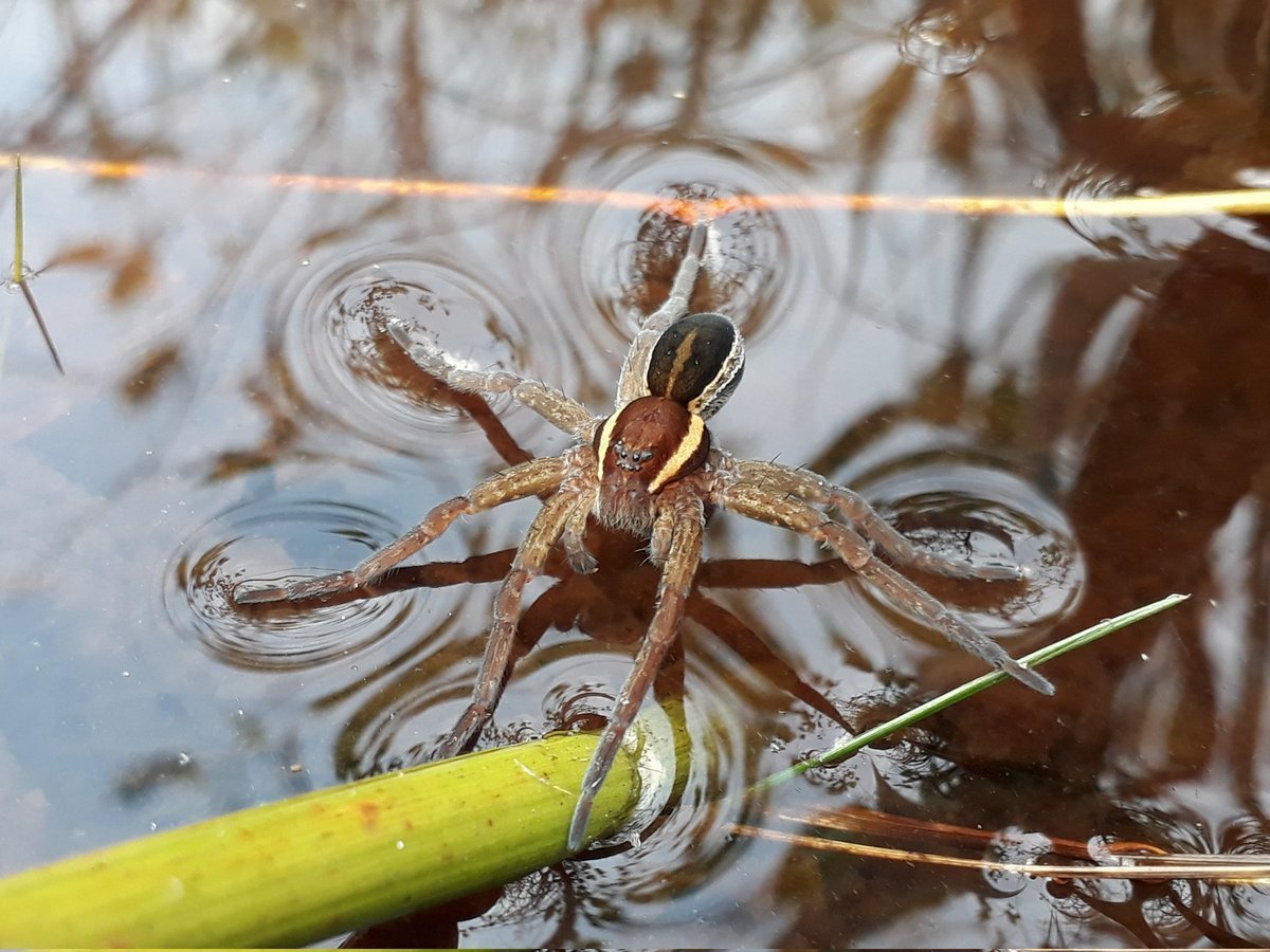 Dolomedes Minor паук