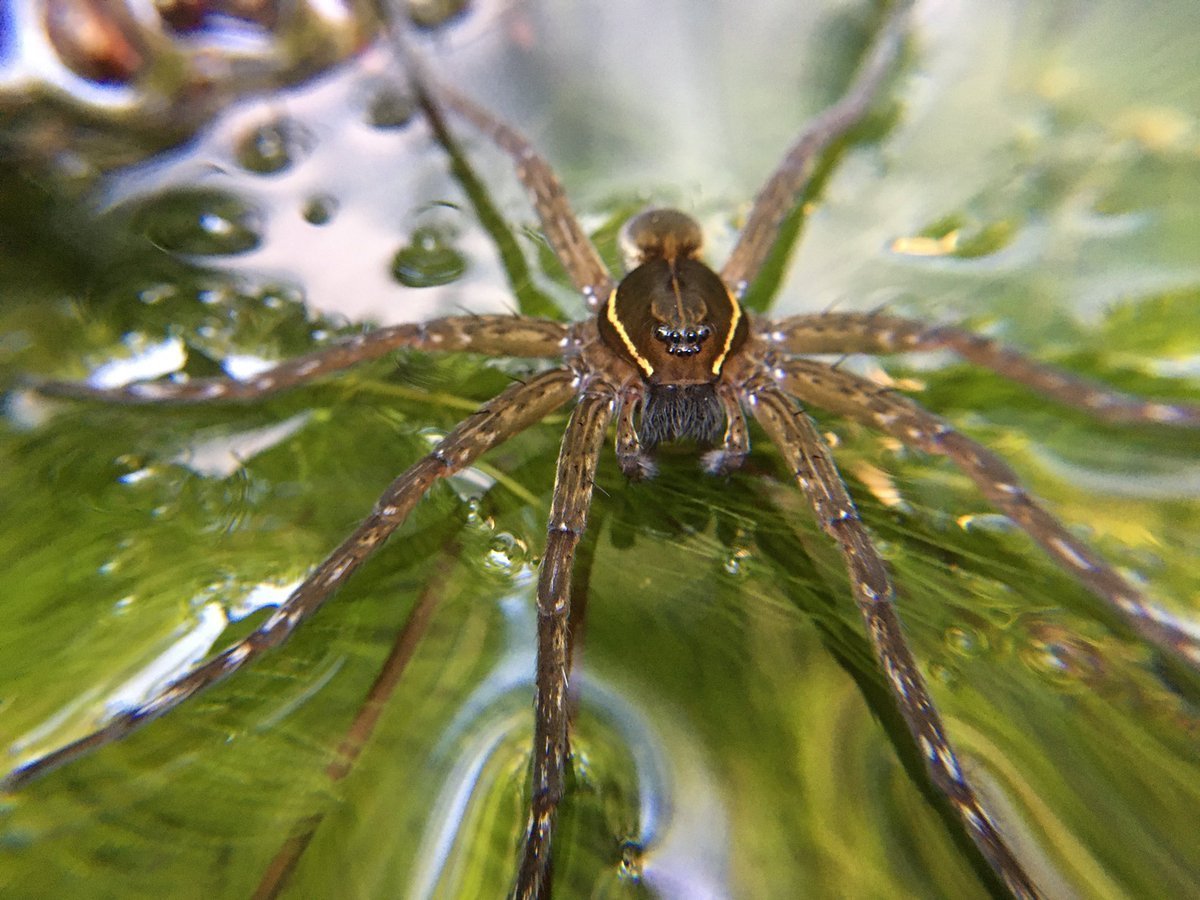 Dolomedes Minor паук